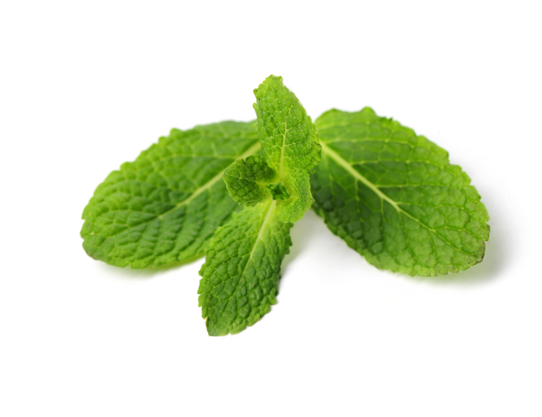 fresh-mint-leaves-isolated 1